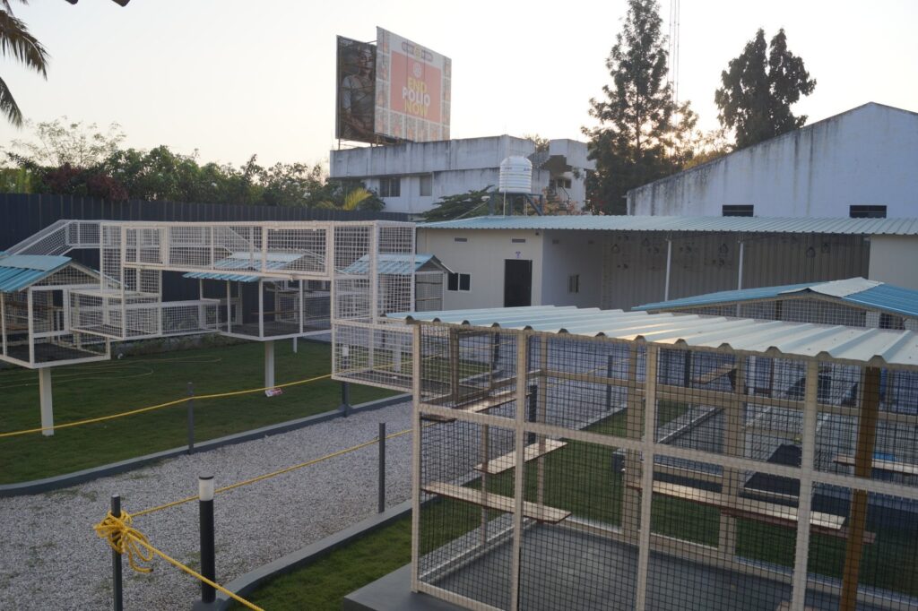 Outdoor cat enclosures