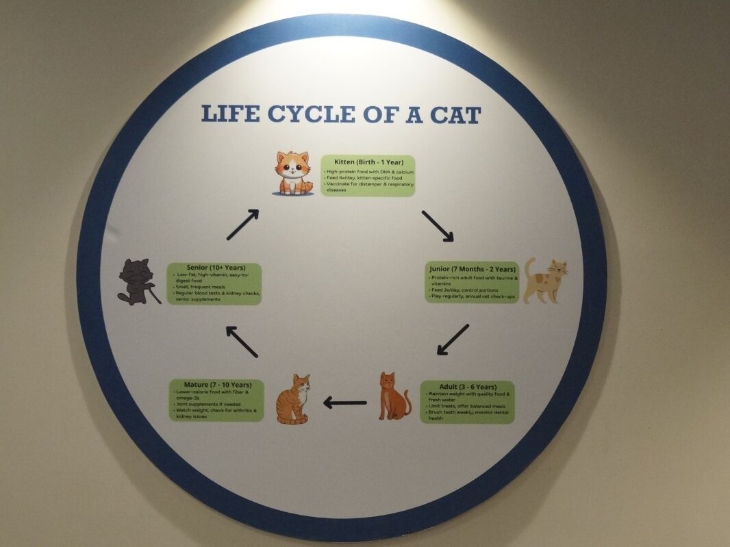 Life cycle of a cat board