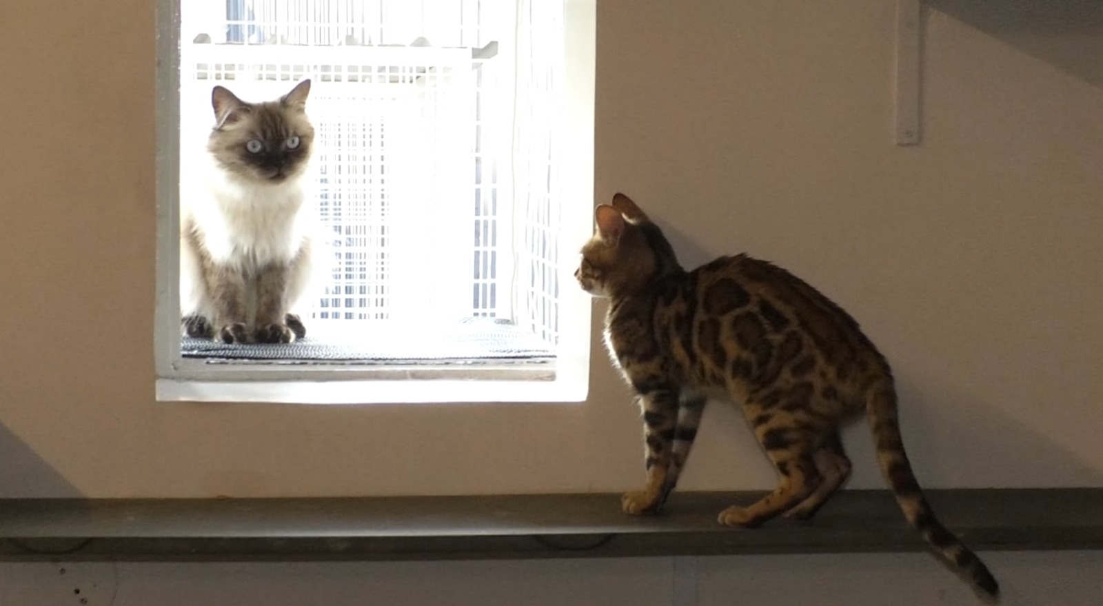 Two cats looking at each other through a window inside Jin Min Cat World cat amusement park